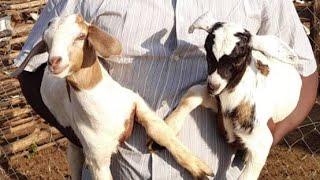 How to spray goats the right way and ensure your goats are healthy and prevent recurrent pests -2023