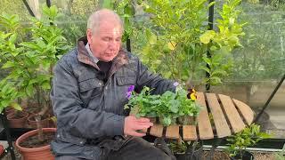 Why are my pansies not flowering? | www.garden.help