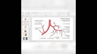 A.Iliaca externa et interna . Arteria femoralis. (Tashqi va ichki yonbish arteriyasi. Son arteriyasi