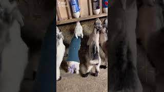 Маленький козлик прыгает #youtubeshorts #animals #happy #shorts #funny #funnyanimals