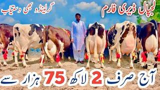 Lajpal Dairy Farm | Gerlando cows And Friesian cows | Top 10 Cows in Pakistan | 2 September 2024