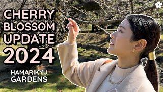 Cherry Blossom Update 2024 in Tokyo  Hamarikyu Gardens