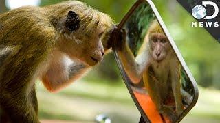 Which Animals Recognize Themselves In Mirrors?