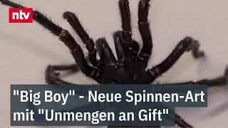 Eine der weltweit tödlichsten Spinnen - das ist "Big Boy" - Neue Art mit "Unmengen an Gift" | ntv