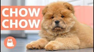 El Perro Chow Chow