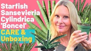 Starfish Sansevieria Cylindrica BONCEL Snake Plant CARE & Unboxing | MOODY BLOOMS