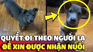 Chú chó 'MẶT DÀY' quyết tâm đi theo người lạ về tận nhà để được 'NHẬN NUÔI'  Gâu Đần