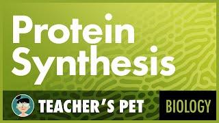 Protein Synthesis