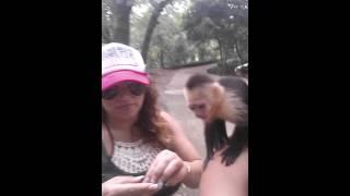 Billy the monkey peed on me