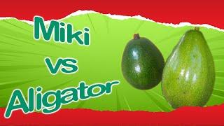 Alpukat MIKI vs ALIGATOR - Mana yang Lebih Baik dan Yang Lebih Menguntungkan untuk Ditanam?