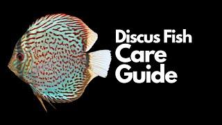 Discus Fish Care (Everything You Need To Know)