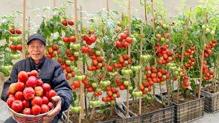 Tipps, damit Tomaten ununterbrochen Früchte tragen und das ganze Jahr über geerntet werden können