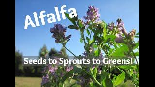 Alfalfa: Seeds to Sprouts to Greens!