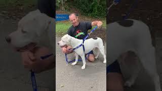 Using a Double Ended Lead for dogs that pull