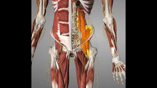 Best Way To Stretch Hip Flexor. Massage Therapy   | Life Rx Los Angeles