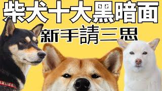 【柴犬的十大缺點】你知道幾個？2023 CC ｜Analysis of The Disadvantages of Shiba Inu