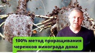 Проращивание / укоренение черенков винограда в домашних условиях. Просто, доступно, эффективно.