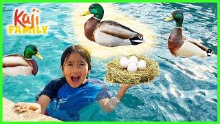 Ducks took over our swimming pool and lay eggs!!!