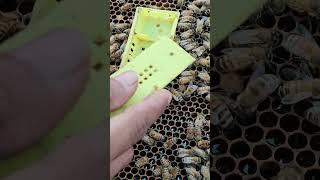 Release the new bee king