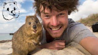 Quokka Selfie Tutorial - How to take Animal Selfies - Ultimate Guide