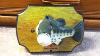 BIG MOUTH RAINBOW TROUT (Elvis Presley Singng Fish)