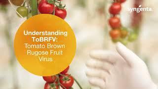 How to Identify Tomato Brown Rugose Fruit Virus (ToBRFV)