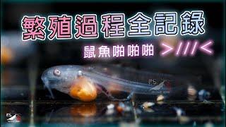 【水寵系列EP7】什麼!居然是這樣繁殖的!!好害羞////// ｜鼠魚繁殖｜紀錄｜Corydoras