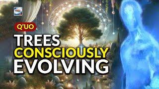 Q'uo - Trees Consciously Evolving