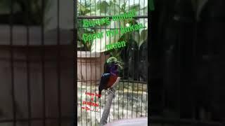 mastran colibri #shorts #shortvideo #kicau #kicaumania #birds #bird #birdlovers #colibri