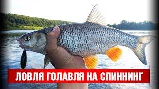 Ловля голавля на спиннинг. Открытие сезона 2018. Угра Спорт.