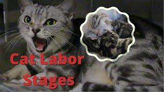 Amazing first time Cat giving birth| Cat Labor stages