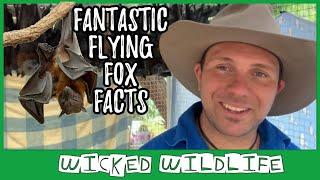 10 Things You Didn’t Know About Fruit Bats 