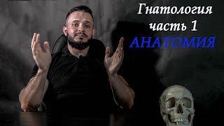 ГНАТОЛОГИЯ часть 1 (все ,что нужно знать об анатомии)