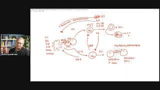 An Overview of Our Immune System