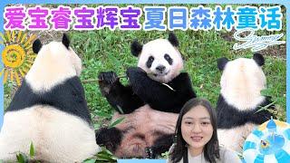 Aibao, Ruibao & Huibao’s Summer Picnic  A Fairy Tale Day at Everland!