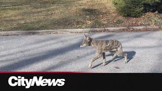 Coyotes with mange spotted in Toronto