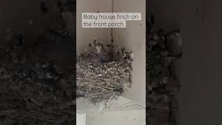 Baby house finch on fron porch almost ready to fledge.