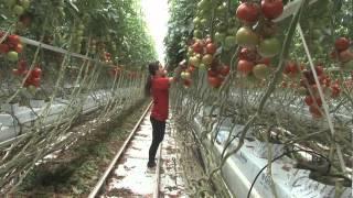 Tomaten en paprika kassen