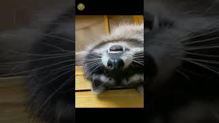 Енот и в любви Енот