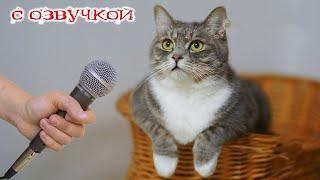 Приколы с котами! С ОЗВУЧКОЙ! - СМЕШНЫЕ КОШКИ И СОБАКИ 2024! Самые смешные животные! ДО СЛЕЗ!