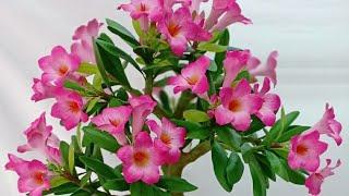 HƯỚNG DẪN HOA SỨ THÁI  ĐẤT SÉT LÊN CÂY  BONSAI_ How to make clay flower