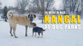 MALE KANGAL AT DOG PARKS | TURKISH KANGAL DOG | ASH THE KANGAL