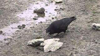 Crow searching for a nut I'd hidden and then making very cool woo sound