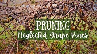 38. Pruning Old Neglected Overgrown Grape Vines // Restoring Homestead Vlog