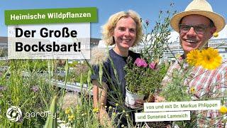 Heimische Wildpflanzen: Der große Bocksbart! Tragopogon | gardify Tipps