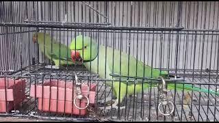 ROSE - RINGED PARROT || Psittaculidae Family Bird || Talking parrot || #Shorts#Birds#Razagamingpro