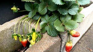 草莓早春可能遇到的问题  施肥  疏果