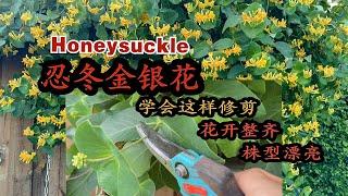 忍冬金银花Geißblatt花后如何正确修剪才能达到爆花效果/强弱苗不同修剪时段的重要性/如何控制株型/09.06.2024