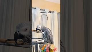 Gizmo thanks you for being here  #talkingparrot #funnyparrot #gizmothegreybird #bird