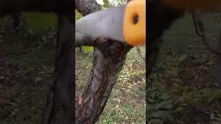 Обрезайте деревья только так!!  #сад #дерево #уходзасадом #осень #дача